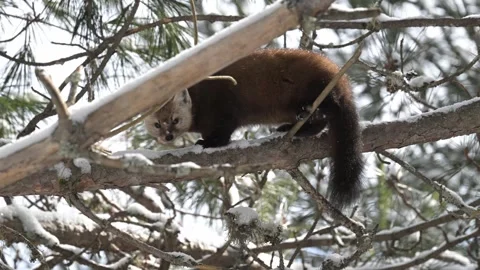 American marten in the wild Stock Footage 310908602
