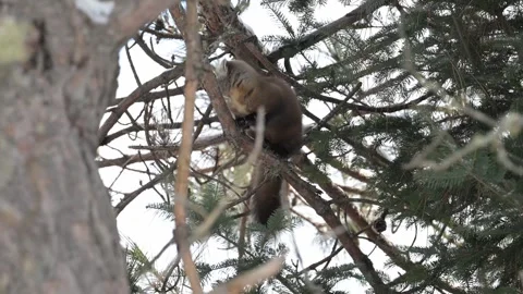 American marten in the wild 動画素材 310908647