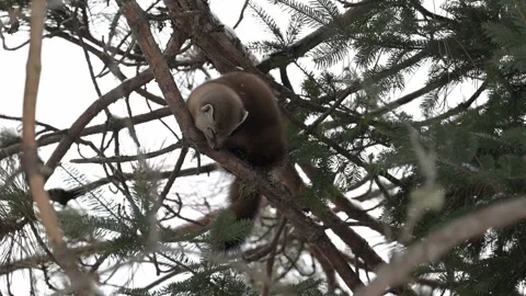American marten in the wild Stock Footage 310908669