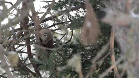 American marten in the wild Stock Footage 310908855