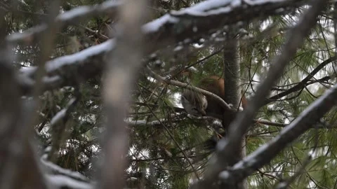 American marten in the wild Stock Footage 310908952