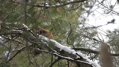 American marten in the wild Stock Footage 310908981