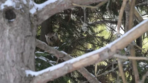 American marten in the wild 스톡 동영상 310909004