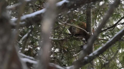 American marten in the wild Stock Footage 310909007