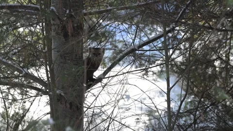 American marten in the wild Видео 310909033