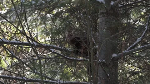 American marten in the wild Stock Footage 310909035