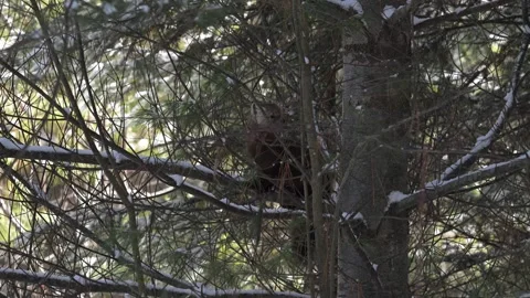 American marten in the wild Stock Footage 310909052