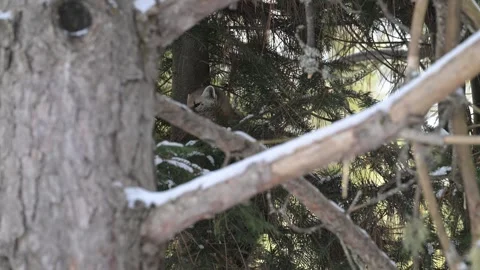 American marten in the wild Stock Footage 310909056
