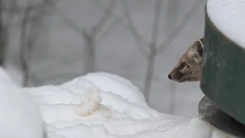 American marten in the wild Видео 310909064