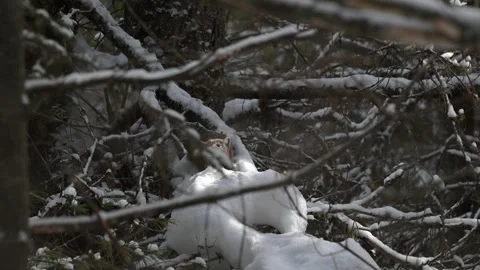 American marten in the wild Stock Footage 310909110