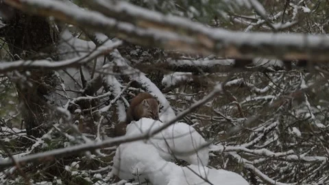 American marten in the wild Stock Footage 310909138