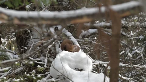 American marten in the wild Stock Footage 310909165