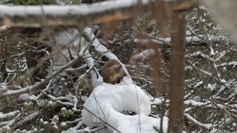 American marten in the wild Stock Footage 310909208