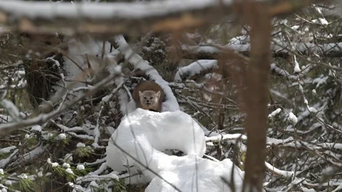 American marten in the wild 動画素材 310909233