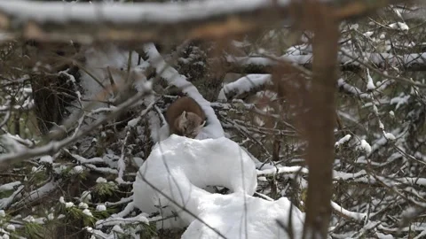 American marten in the wild Видео 310909241