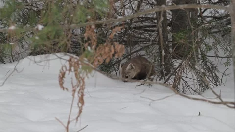 American marten in the wild Stock Footage 310909253