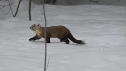 American marten in the wild Stock Footage 310909254