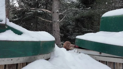 American marten in the wild Stock Footage 310909277
