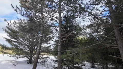 American marten in the wild 動画素材 310909343