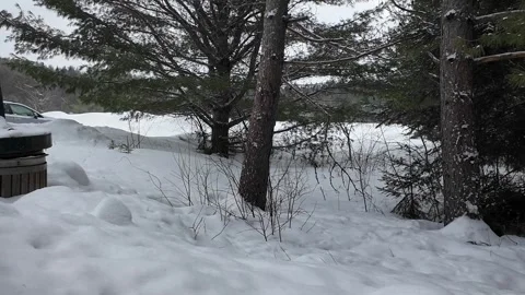 American marten in the wild Видео 310909436