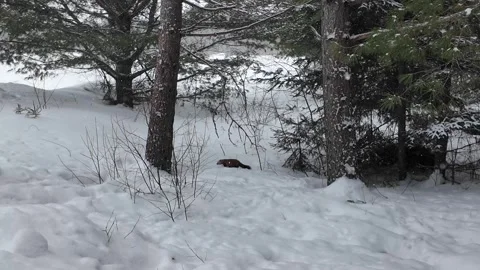 American marten in the wild Stock Footage 310909526