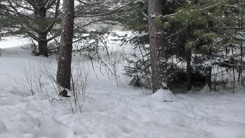 American marten in the wild Video stock 310909732