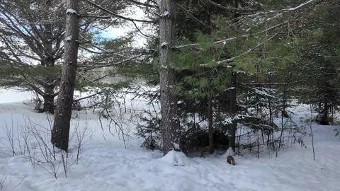 American marten in the wild Stock Footage 310909751