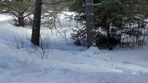 American marten in the wild Stock Footage 310909754