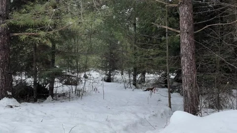 American marten in the wild Stock Footage 310909758