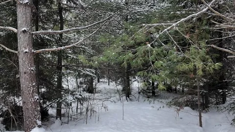 American marten in the wild Stock Footage 310909848