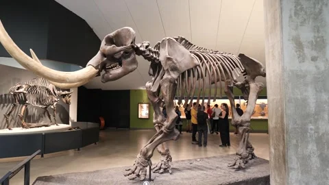 American Mastodon skeleton Stock Footage 252006520