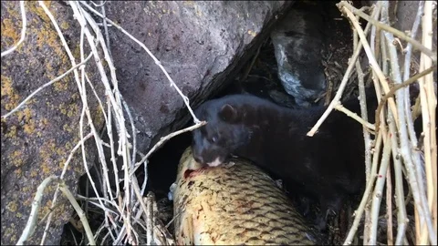 An American Mink With A Fish Dinner Stock Footage 73575445
