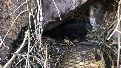 An American Mink Stock Footage 73575230