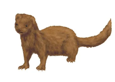 American mink Stock Illustration