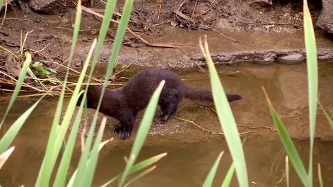 American Mink River Stock Footage
