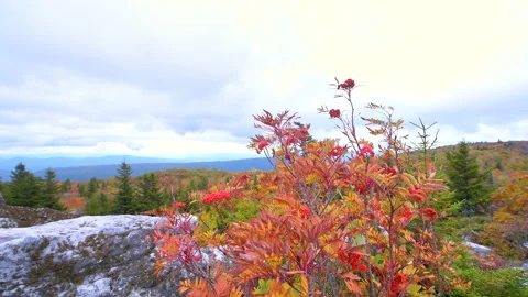 American mountain ash rowan tree in autumn at Bear Rocks, Dolly Sods Video stock 148228578