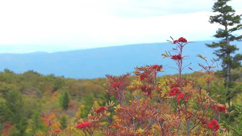 American mountain ash rowan tree in autumn fall season in Dolly Sods Video stock 160208355