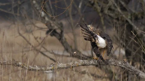 American Northern Harrier perched on branch cleaning feathers from behind Stock Footage 102459594