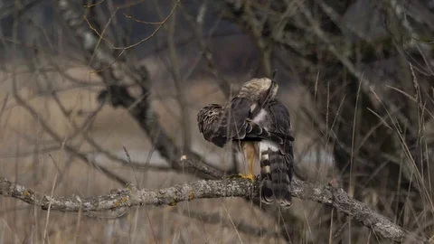 American Northern Harrier perched on branch cleaning wing feathers Slow Motion Stock Footage 102459847