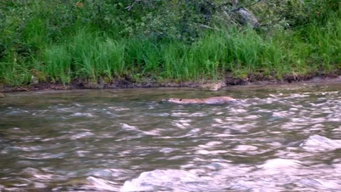 American Otter Swimming Upstream in Swift Current at Dusk in Wyoming Stock Footage