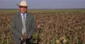 American Owner Suit Dress Farmer Cowboy Hat Looking Camera Sunflower Crop Field 4k or 4k+ Resolution
