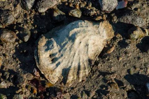 American oyster shell in mud Stock Photos