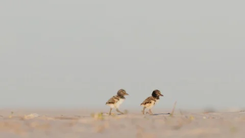 American Oystercatcher chicks Video stock 107501288