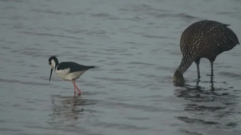 American Oystercatcher Stock Footage 102283618