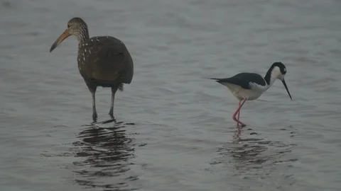 American Oystercatcher Stock Footage 102404806