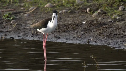American Oystercatcher 스톡 동영상 102406407