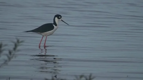 American Oystercatcher Stock Footage 102407241