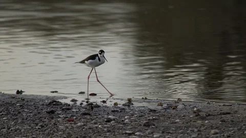 American Oystercatcher Stock Footage 102409113