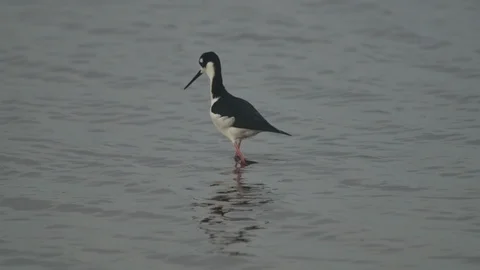 American Oystercatcher Stock Footage 102409324