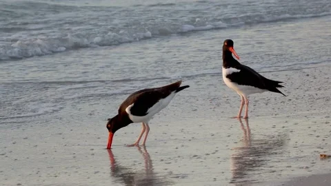 American Oystercatcher. Stock Footage 143806845